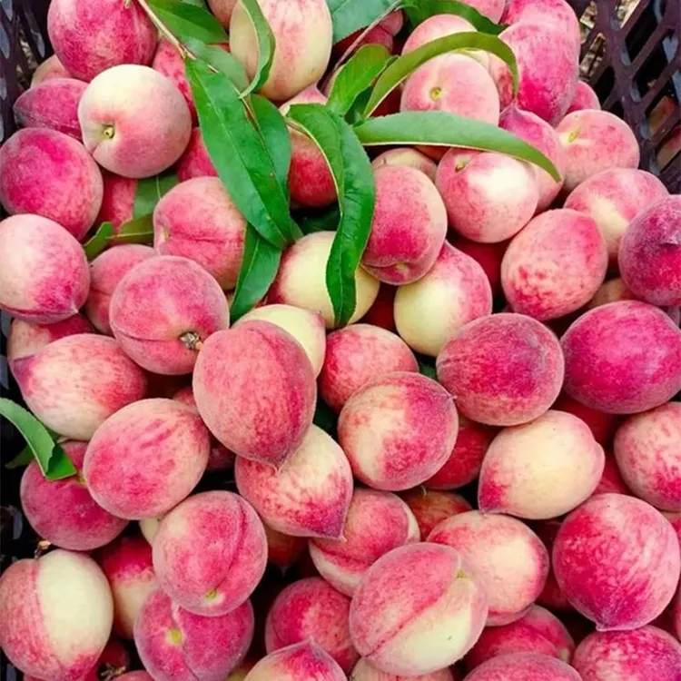 湖北老树血桃新鲜现摘当季水果脆甜红心桃子5斤整箱毛桃包邮