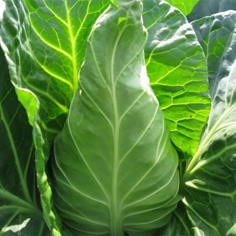 /2025牛心甘蓝包菜莲花白卷心菜耐寒春秋四季蔬菜包心菜牛心菜种