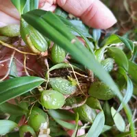 农家蕨菜青菜冬寒菜洋白菜