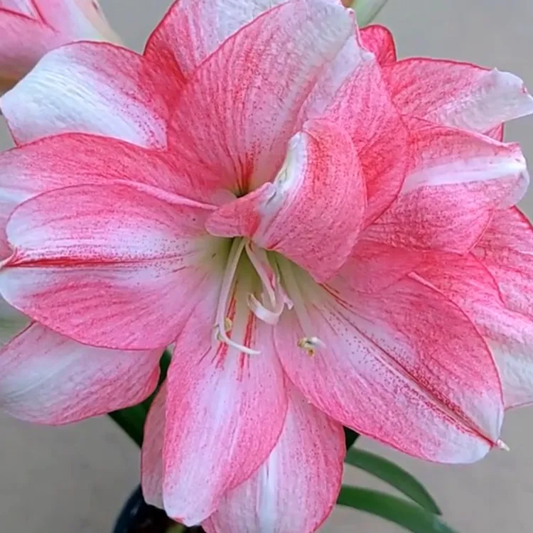 朱顶红花 卡布鲁斯一颗无盆土 花苞尖被戳 有破损 发出后不退不换