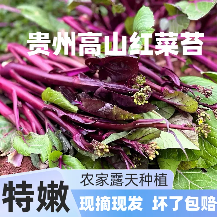 【现摘现发】贵州高海拔红菜苔新鲜紫菜苔脆嫩农家菜露天种植菜心