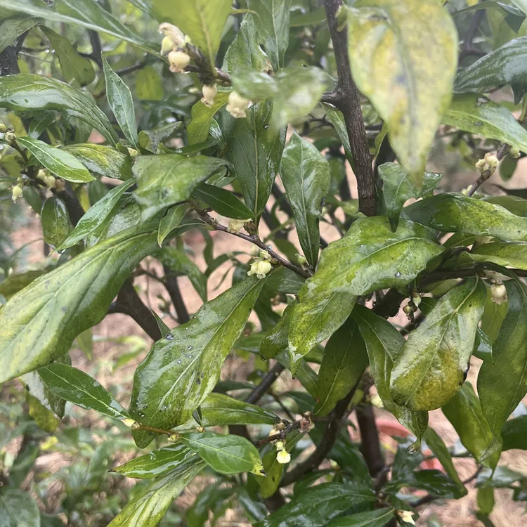 老鸦柿，四季公树，根段
