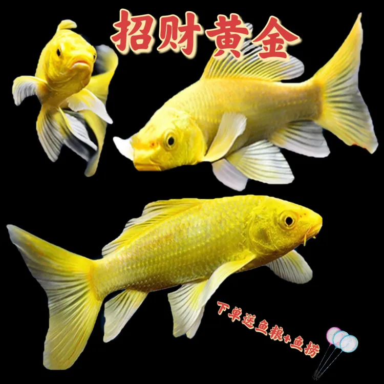 锦鲤观赏鱼黄金锦鲤龙凤招财草金鱼小鱼观赏鱼冷水鱼精品淡水鱼