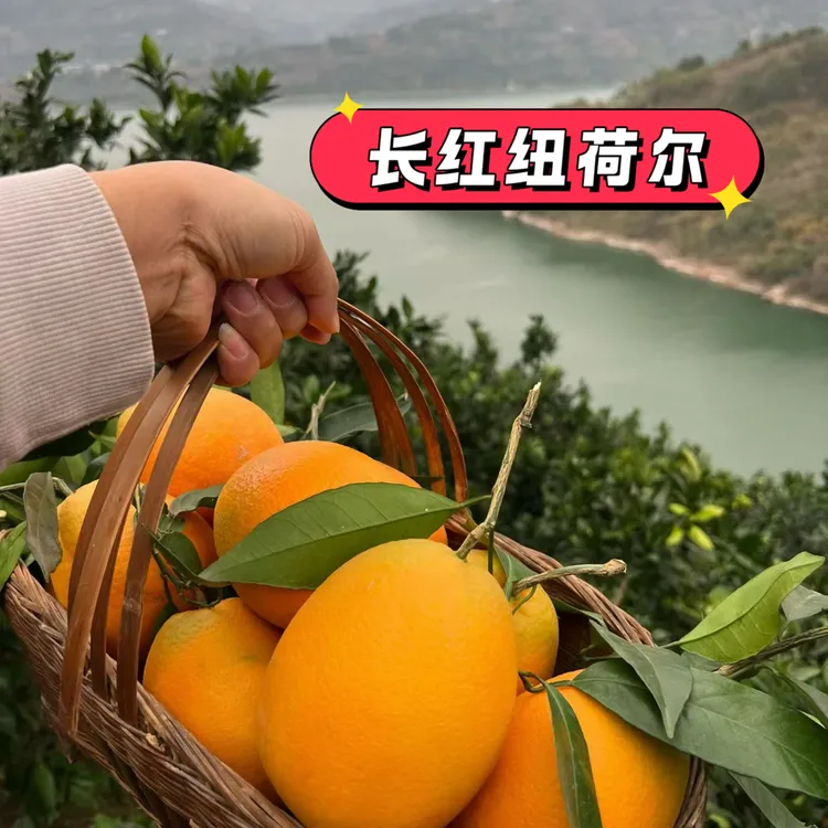 两个品种混装长红纽荷尔福本品种各一半尝鲜奉节脐橙长江边种植