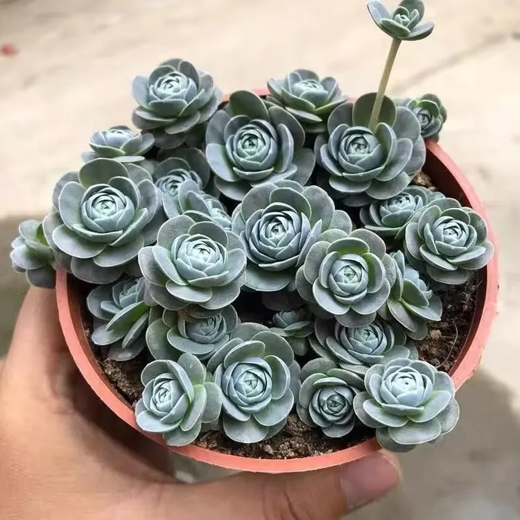 子持多肉多头群生多肉植物盆栽肉新手办公室老桩防辐射绿植花卉