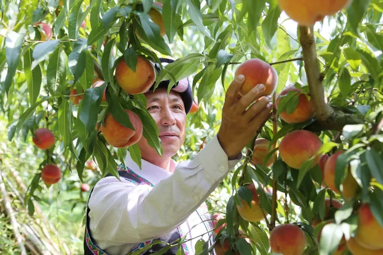 威岭高海拔生态晚秋蜜桃