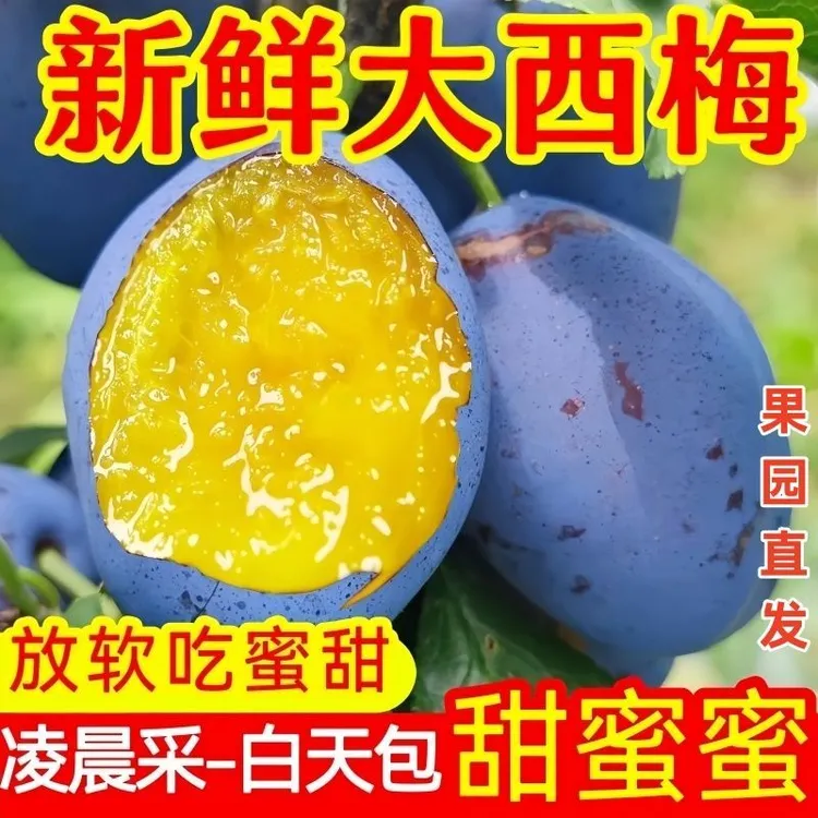 【爆甜】新鲜现摘正宗蓝蜜大西梅饱满多汁酸甜可口当季水果