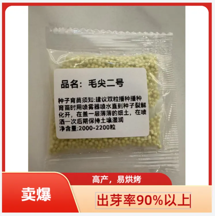 毛尖二号丸粒化颗粒高杆品种适合多种环境产量可观