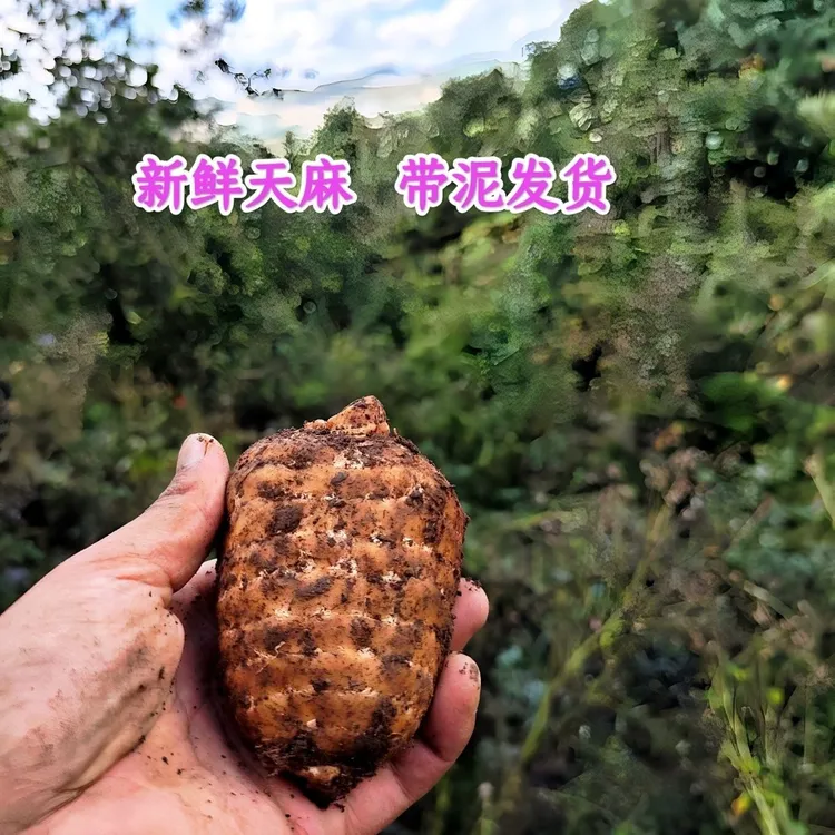 贵州高山防野生种植乌天麻，采用防野生天麻生长种植技术种植