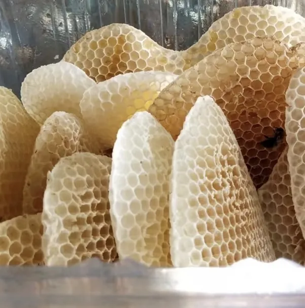 【嚼着吃】微密少密版/蜂巢/巢脾/巢胚/清甜蜂蜜花香/农产品