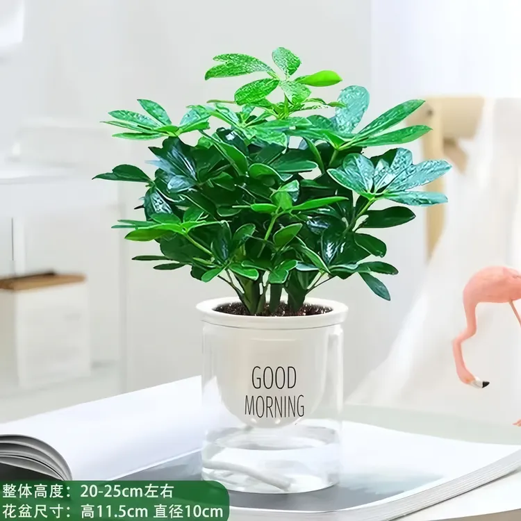 八方来财七叶莲盆栽室内好养绿植限量特惠四季常青净化空气小绿植