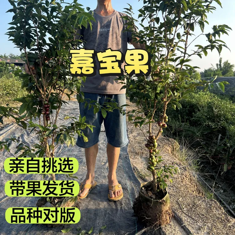 带果发货四季红妃艾斯卡嘉宝果树苗南方种植当年结果