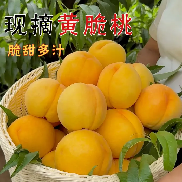 陕西礼泉新鲜现摘黄桃脆桃应季脆甜红心黄桃