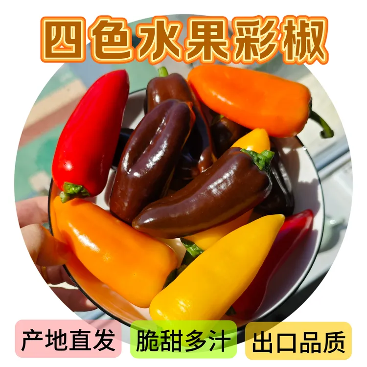 【顺丰包邮】甜椒四色迷你甜椒新鲜蔬菜水果椒健身沙拉