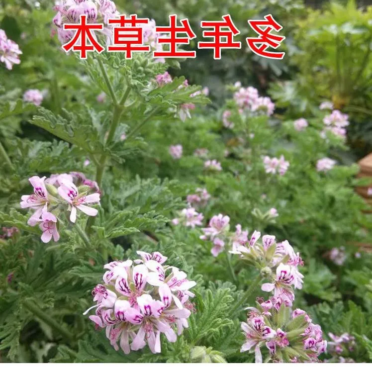 驱蚊草盆栽植物室外室内绿植祛蚊种籽子庭院香叶天竺葵开花防蚊虫