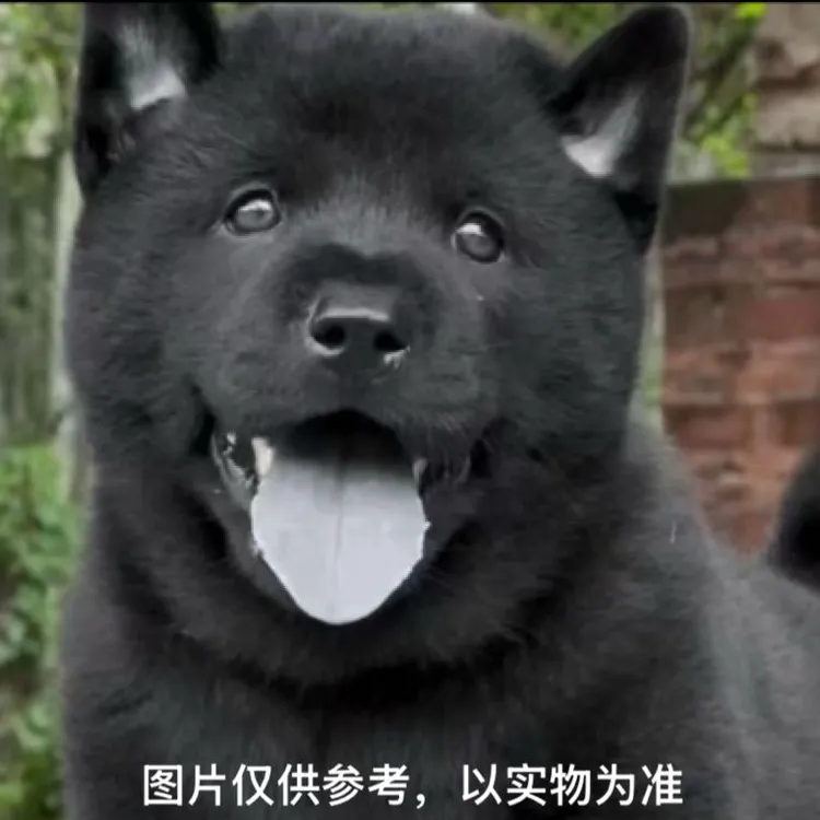 正宗五黑犬四黑犬黄狗白面五红犬虎头猫耳金钱尾