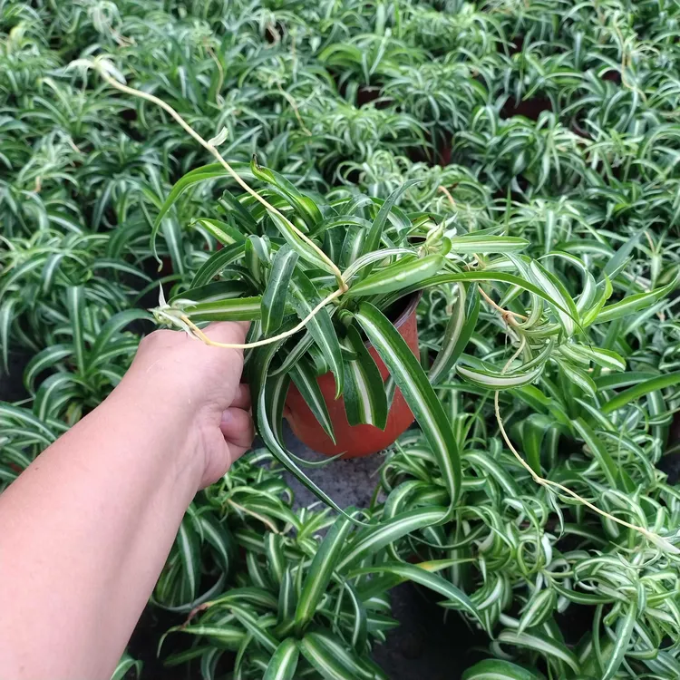 卷发女郎开花耐寒耐热好养花卉盆栽绿植