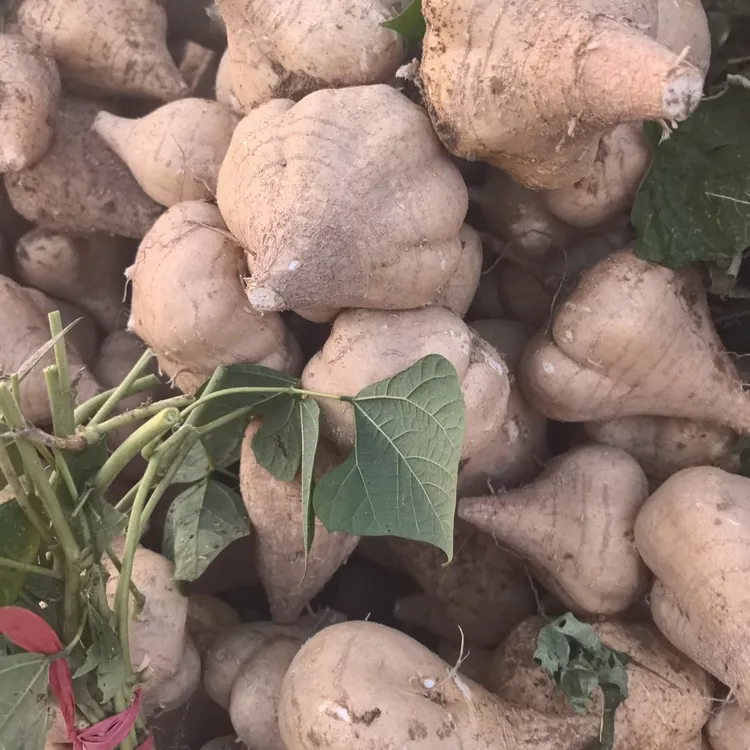 芷江结连村新鲜地萝卜脆嫩多汁农家种植当季凉薯地瓜