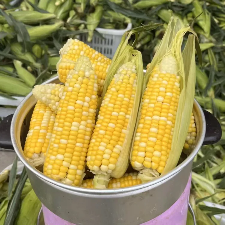 【云南黄金水果甜玉米】新鲜云南水果玉米甜脆可生吃香甜多汁