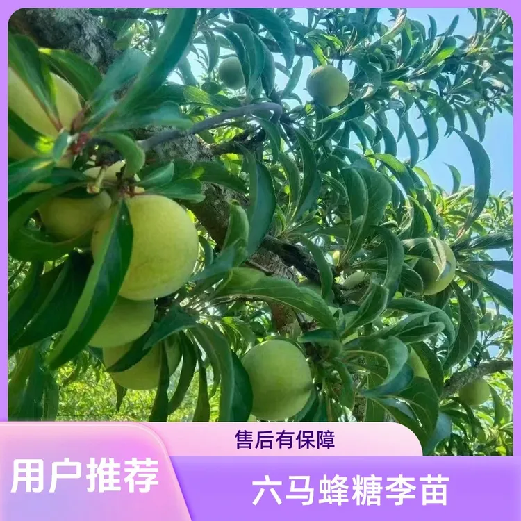 贵州六马正宗蜂糖李果树苗无土裸根发货李子树苗
