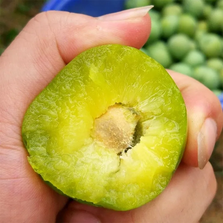 【利姐专属】四川青脆李子 甜脆当季新鲜水果5斤（）