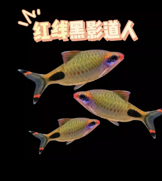 黑影道人 淡水观赏鱼可群游适合鱼缸草缸耐活好养