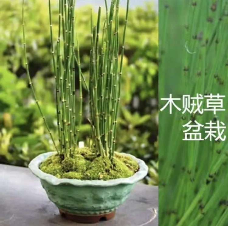 贵州木贼草节节草接骨草笔杆草常绿盆栽庭院造景新奇植物花境搭配