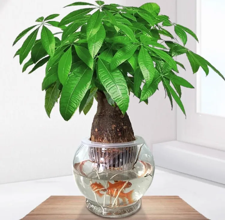 【无土真水培】水培发财树盆栽室内好养绿植老桩旺宅招财金钱树盆景