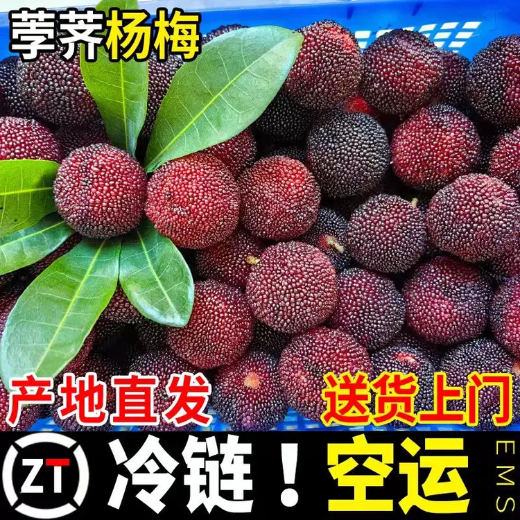 正宗仙居杨梅新鲜采摘酸甜口感当季水果冷链