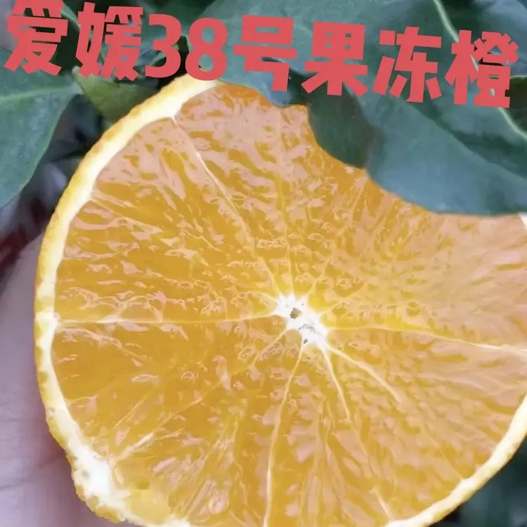 四川眉山爱媛38号果冻橙新鲜现摘应季水果无籽细腻化渣