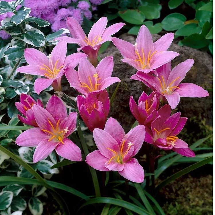 耐热风吹日晒开花机器风雨兰胖丽丽重瓣室内种球好养阳台花期品种