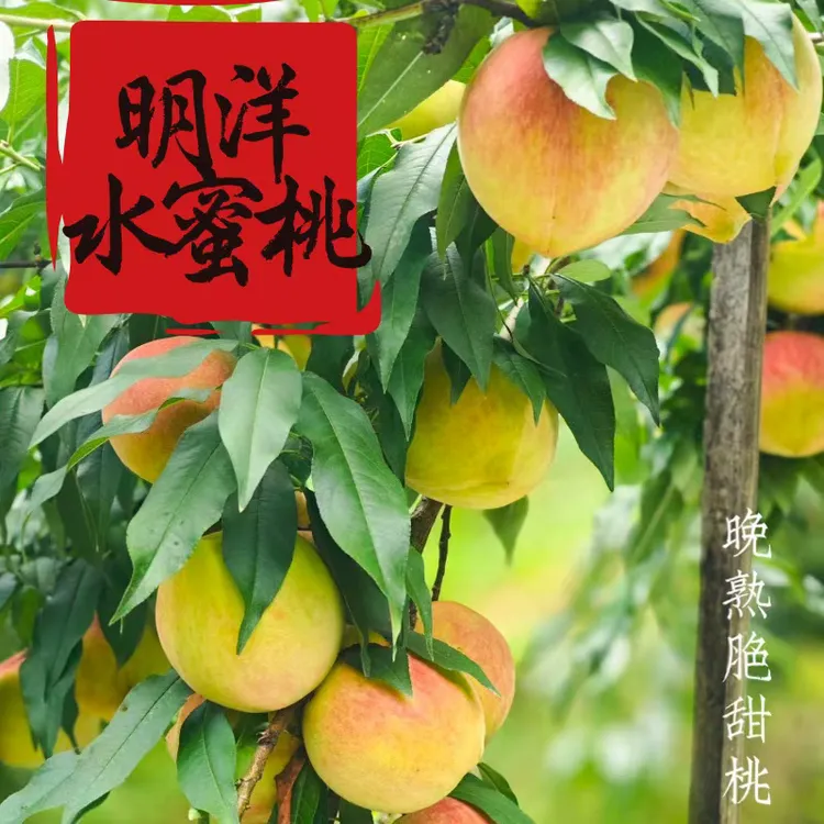 【明洋水蜜桃】福建南平晚熟水蜜桃脆甜桃产地现摘顺丰包邮