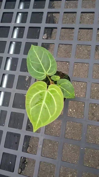  KOS  水晶花烛 观叶植物，天南星科