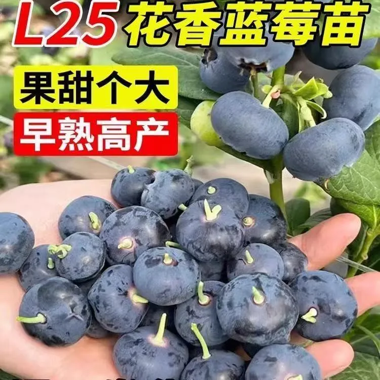 新品种L25大果蓝莓树苗南北方阳台庭院种植地栽盆栽蓝莓当年结果