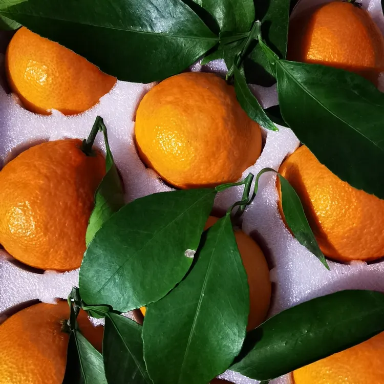 高端精品红美人礼盒(象山核心产区棚内种植颗颗优选~顺丰包邮)