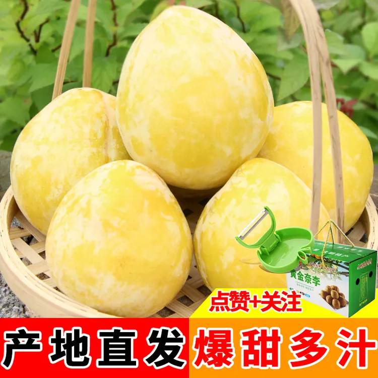 【京东快递】正宗湖南郴州汝城文明黄金奈李 现摘 脆甜多汁香甜可口