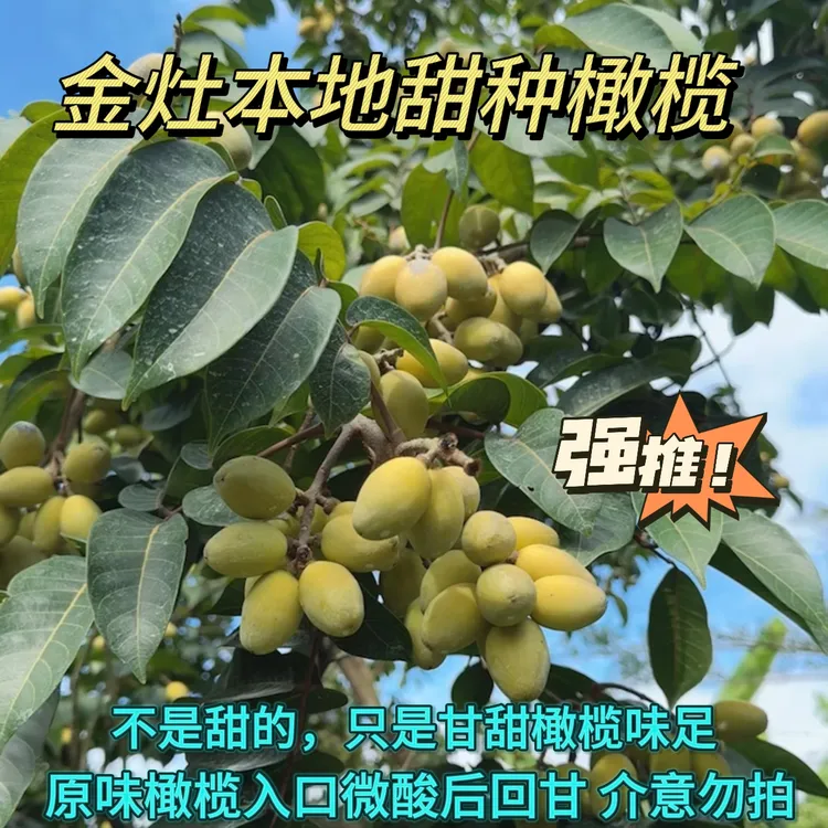 潮汕特产金灶本地甜种橄榄深洋甜种酥脆回甘适合泡酒煲汤生吃包邮