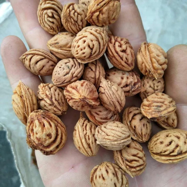 毛桃种子毛桃树种子毛桃核种子桃树种子可做嫁接毛桃果树种子