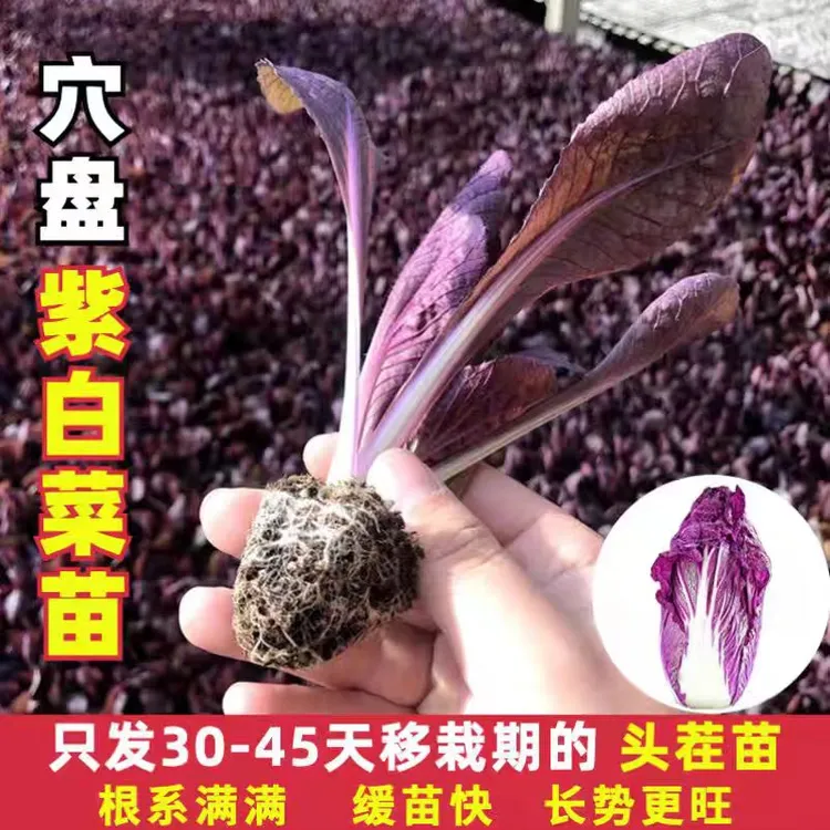 【紫玉白菜苗】适合秋冬种植紫白菜西兰花黄心大白菜蔬菜苗