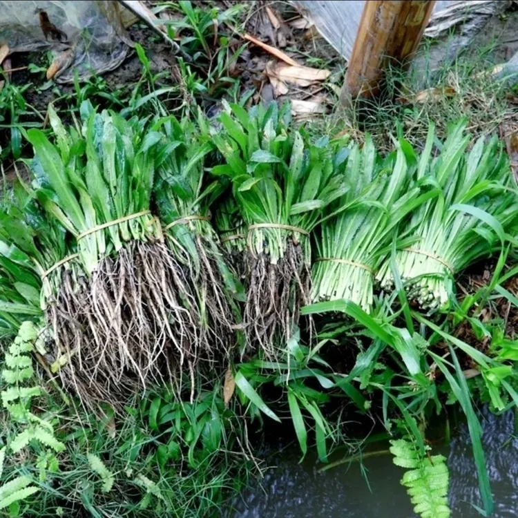 带土带根野生香菜大芫西泰国香菜 保山大芫荽  缅甸香菜 云南野菜