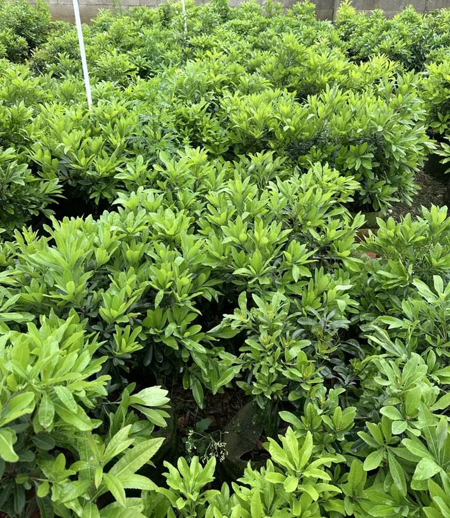 东魁黑炭（一物一拍）盆景老桩好看又好吃可盆栽可地栽