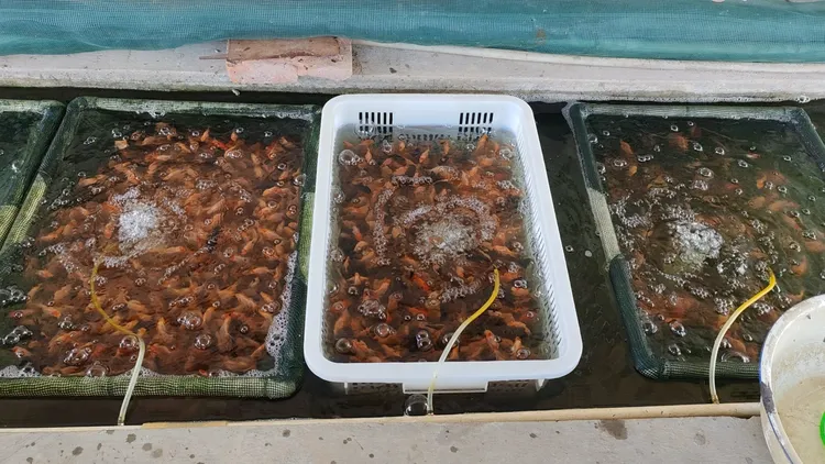 泰狮玛丽白虎观赏鱼淡水广温鱼好养耐活