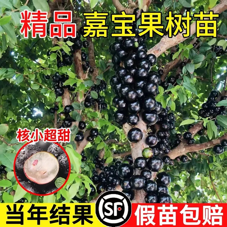 【带花果】嘉宝果树苗树葡萄苗沙巴/四季红妃/艾斯卡嘉宝果树加宝果