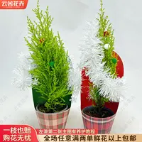 【云舍花卉】120杯【圣诞香松】绿植盆栽【带原盆发货】任意2单鲜花包邮