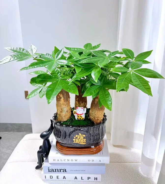 实拍中号三颗造景发财树陶瓷盆室内绿植办公室客厅开业送礼