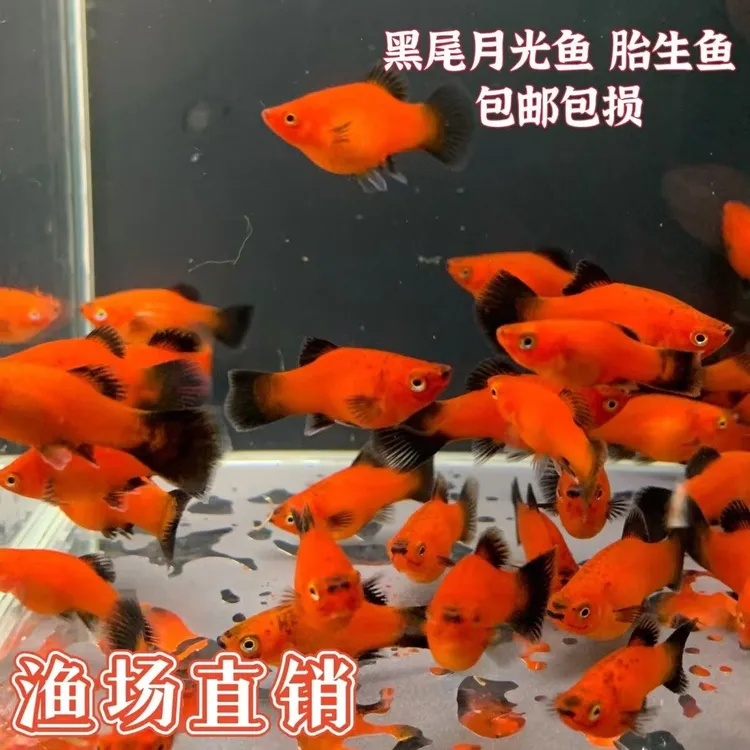 黑尾月光鱼 米奇鱼 熊猫鱼 胎生鱼 新手好养