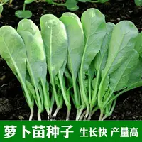 【五袋包邮】好吃萝卜苗菜种子适合阳台盆栽室内水培优质蔬菜种