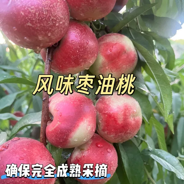 象耕树风味枣油桃，珍珠枣油桃，脱核离骨