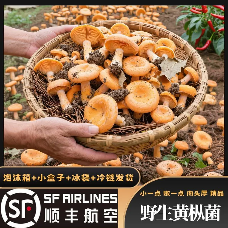 【顺丰空运】新鲜野生枞树菌现 摘乌枞菌 野生蘑菇三九菇雁来蕈