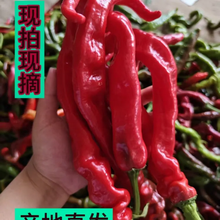 (特价5斤）大红螺丝椒红辣椒自然熟新鲜正宗现摘现发山东产地直发